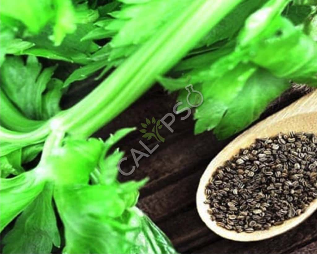 Celery Seed Natural Essential Oil
